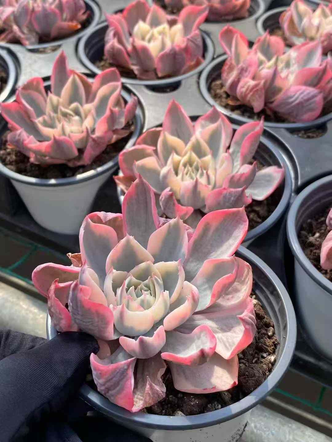 18株 アメシンキン 多肉植物 エケベリア セダム アエオニウム グラプトペタルム 韓国苗 寄せ植え