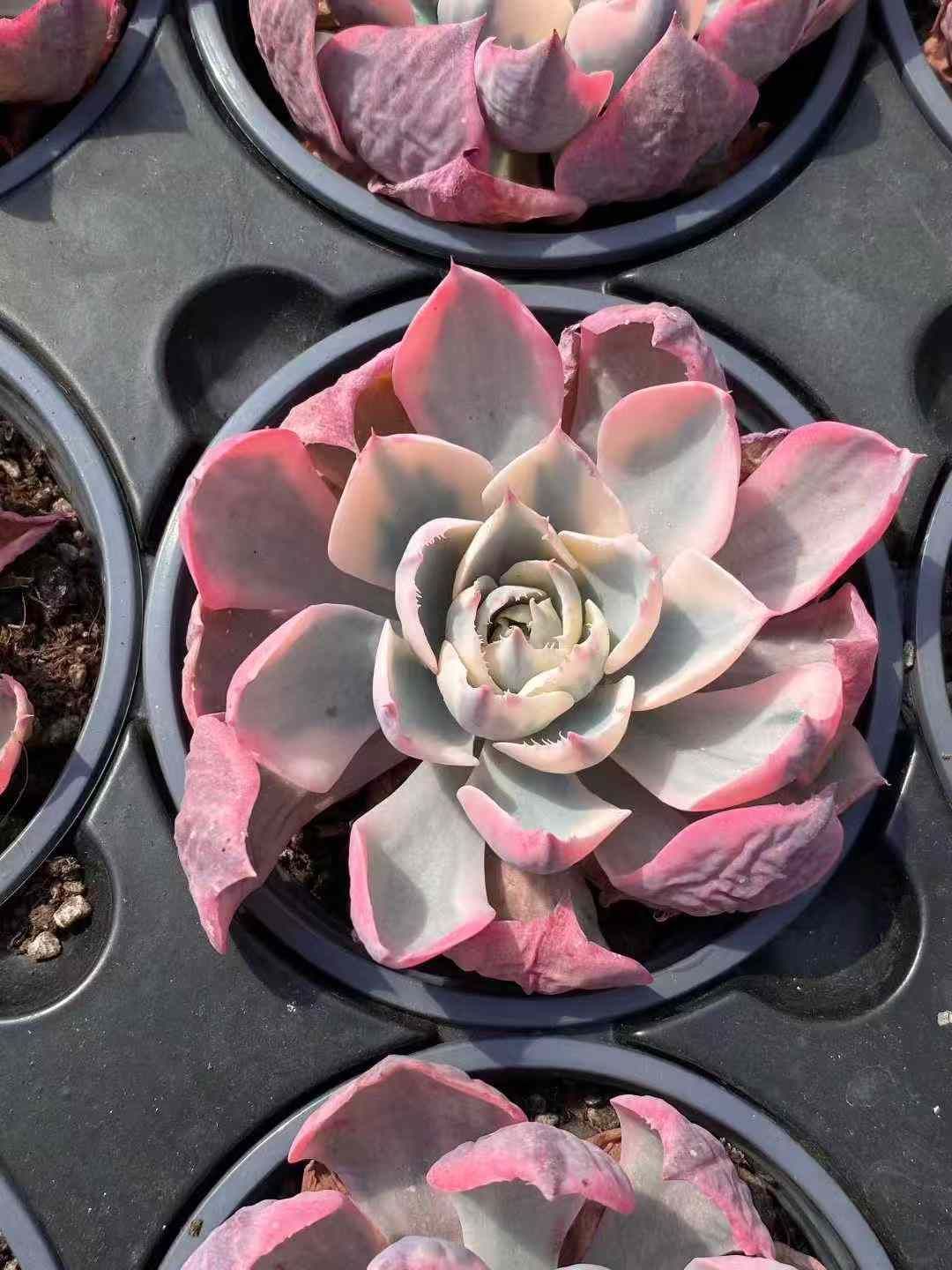 18株×アメシンキン 多肉植物 エケベリア セダム アエオニウム グラプトペタルム 韓国苗 寄せ植え