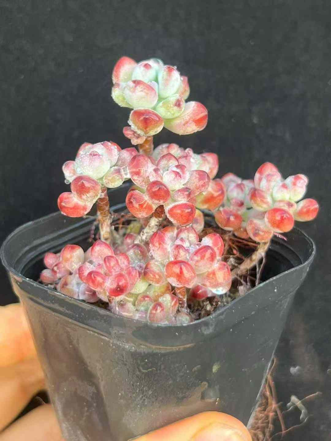 50株×マンガ 多肉植物 エケベリア セダム アエオニウム グラプトペタルム 韓国苗 寄せ植え