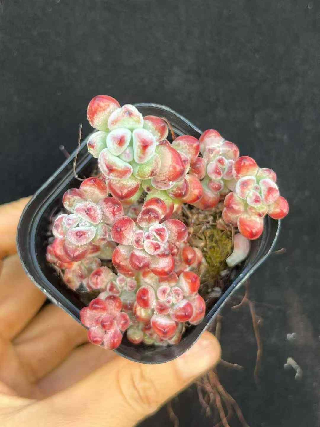 50株×マンガ 多肉植物 エケベリア セダム アエオニウム グラプトペタルム 韓国苗 寄せ植え