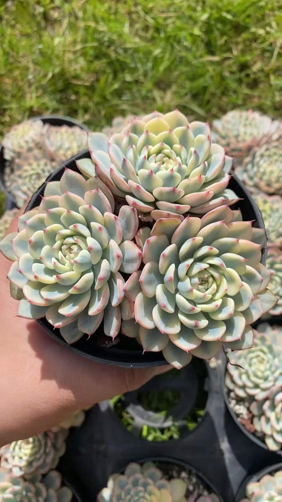 12株×ヒメレンニシキ 多肉植物 エケベリア セダム アエオニウム グラプトペタルム 韓国苗 寄せ植え RC 2092