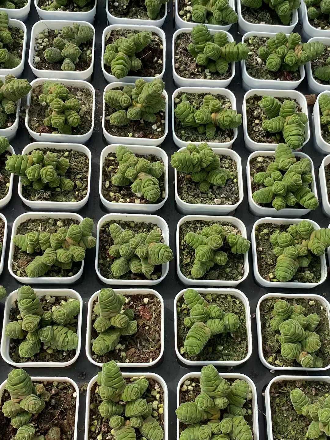 50株 ビロードタワー 多肉植物 エケベリア セダム アエオニウム グラプトペタルム 韓国苗 寄せ植え MY 798