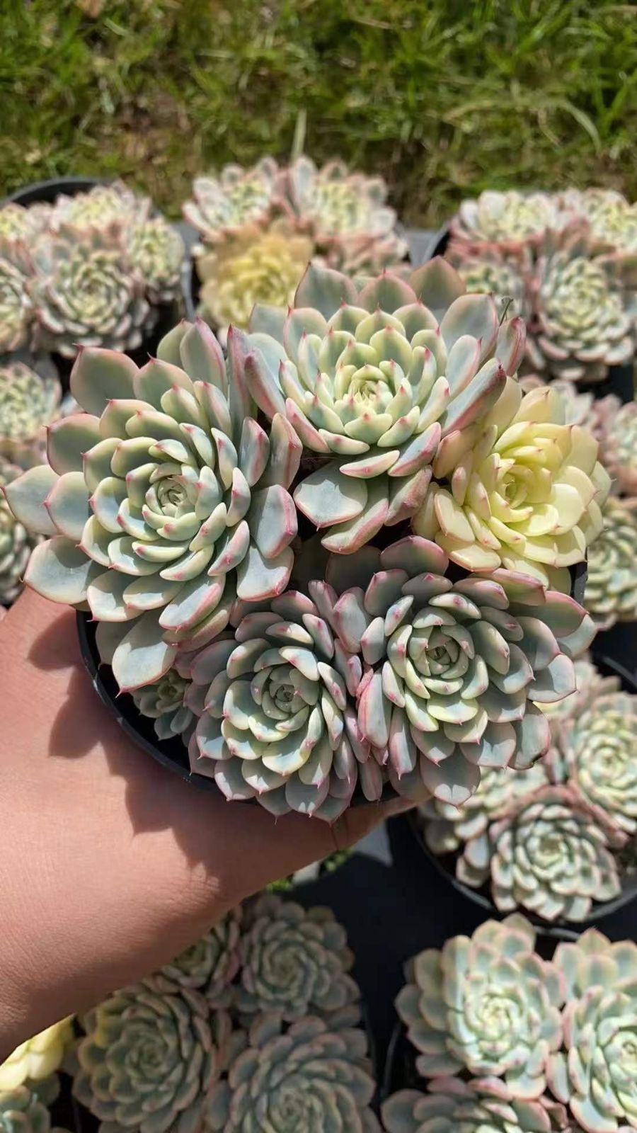 12株 ピンクヒメレンキン 多肉植物 エケベリア セダム アエオニウム グラプトペタルム 韓国苗 寄せ植え RC 2093 鉢土セット その他多肉植物 