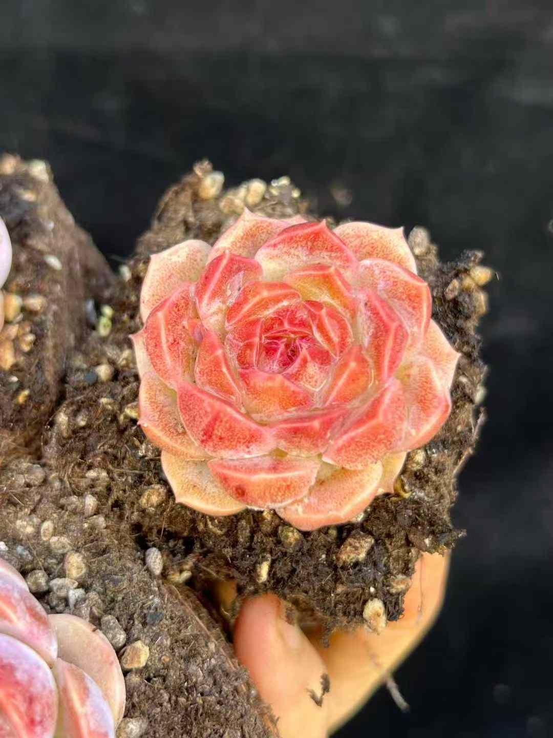 24株×レインボー 多肉植物 エケベリア セダム アエオニウム グラプトペタルム 韓国苗 寄せ植え