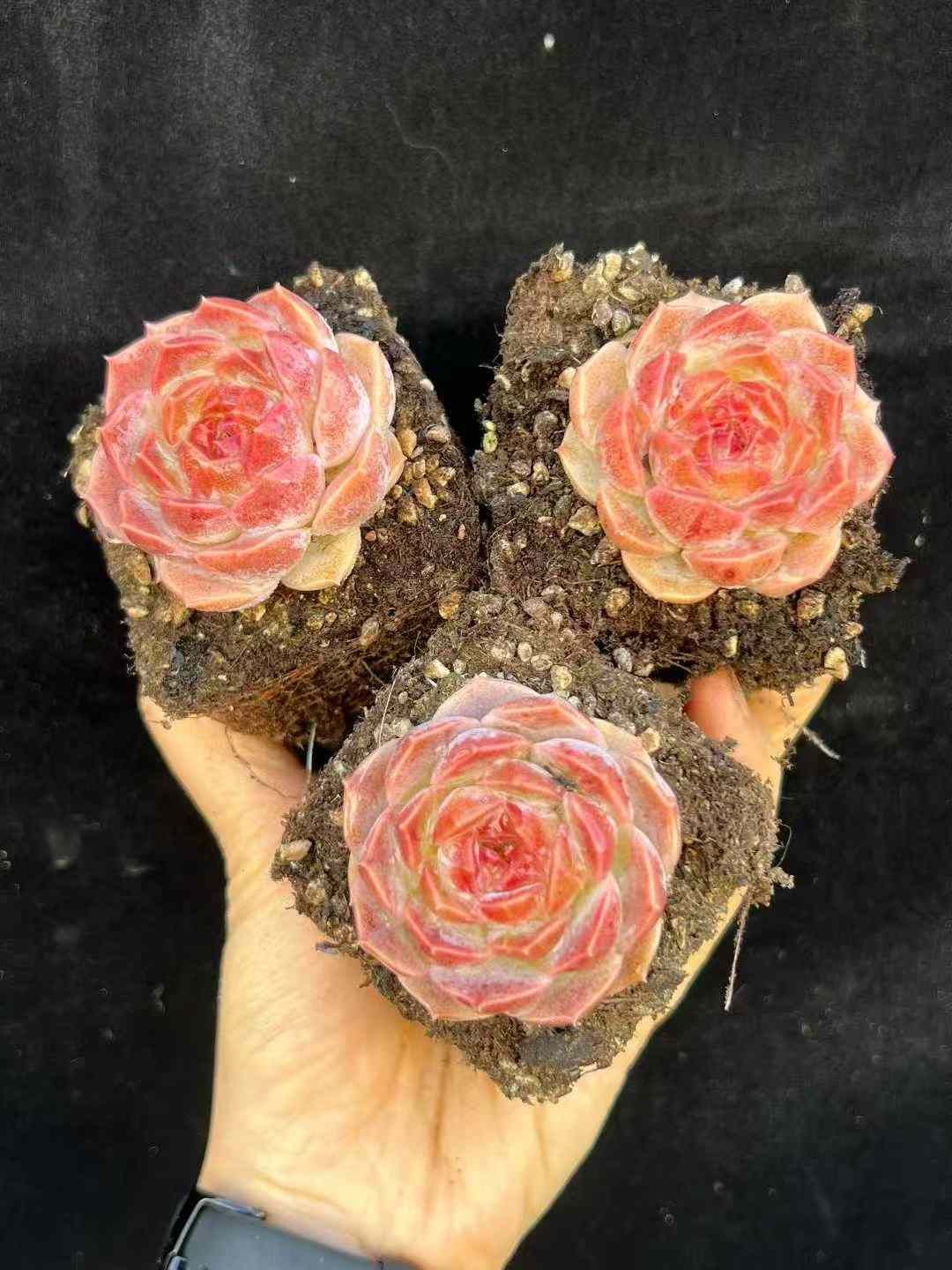 24株×レインボー 多肉植物 エケベリア セダム アエオニウム グラプトペタルム 韓国苗 寄せ植え