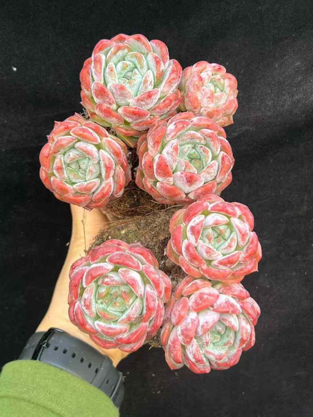 18株×コウゲンフンタイ 多肉植物 エケベリア セダム アエオニウム グラプトペタルム 韓国苗 寄せ植え