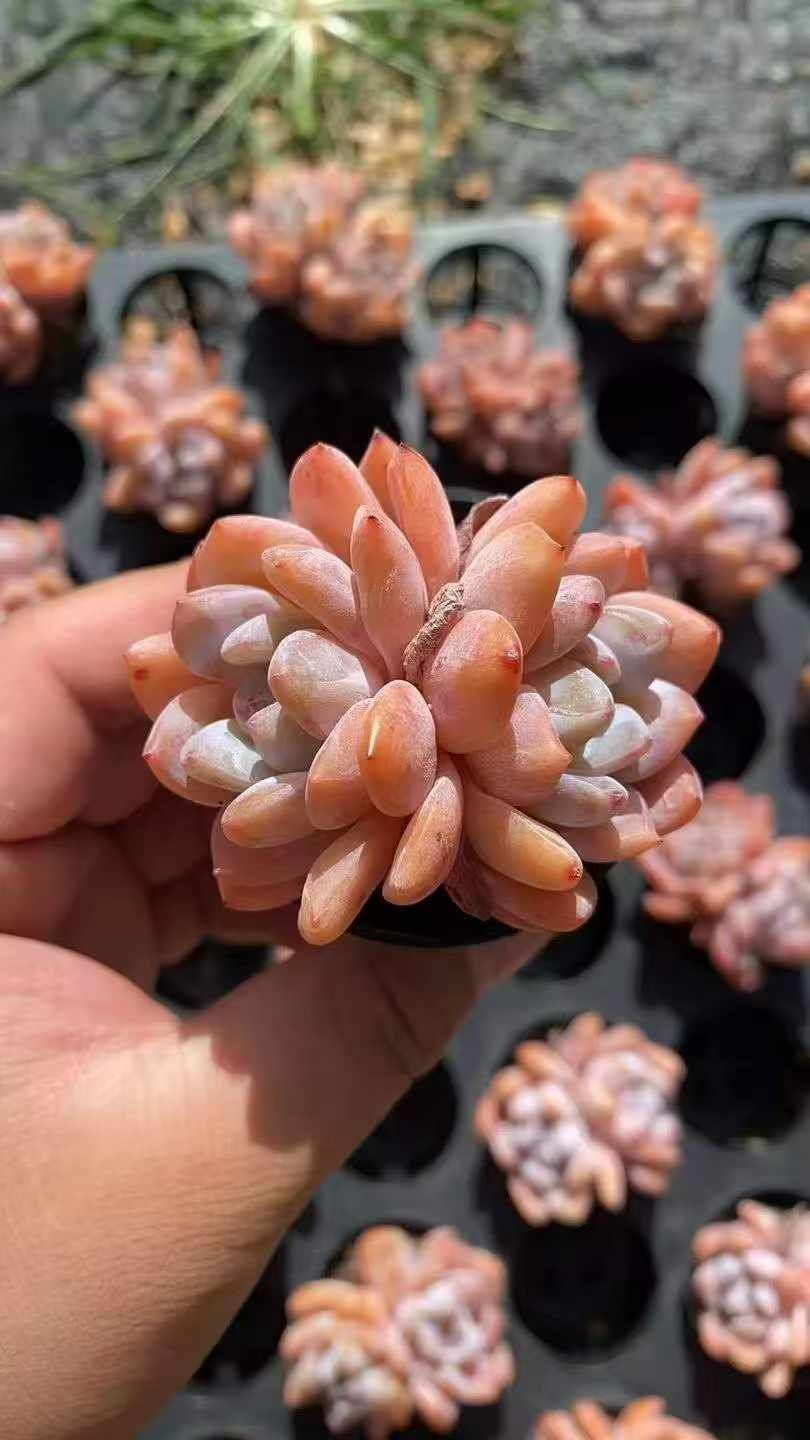 セダム アエオニウム