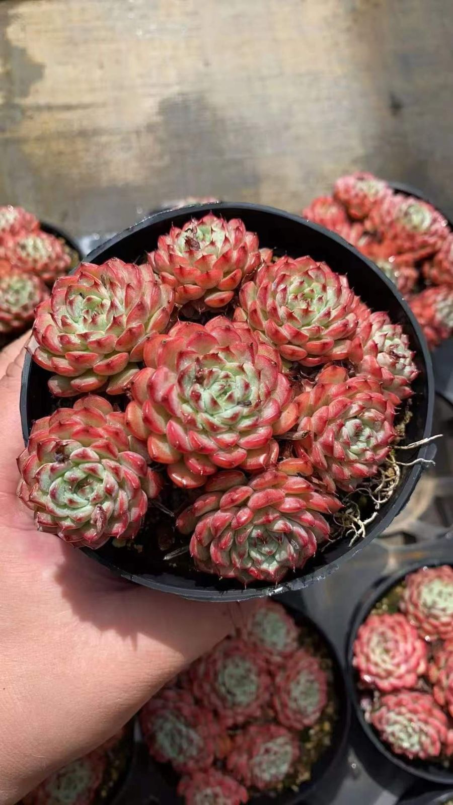 グラプトペタルム 韓国苗