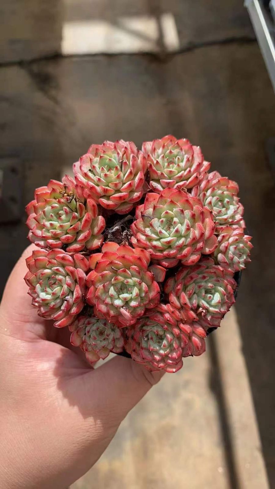 18株 ピンクヒメレン 多肉植物 エケベリア セダム アエオニウム グラプトペタルム 韓国苗 寄せ植え RC 2100