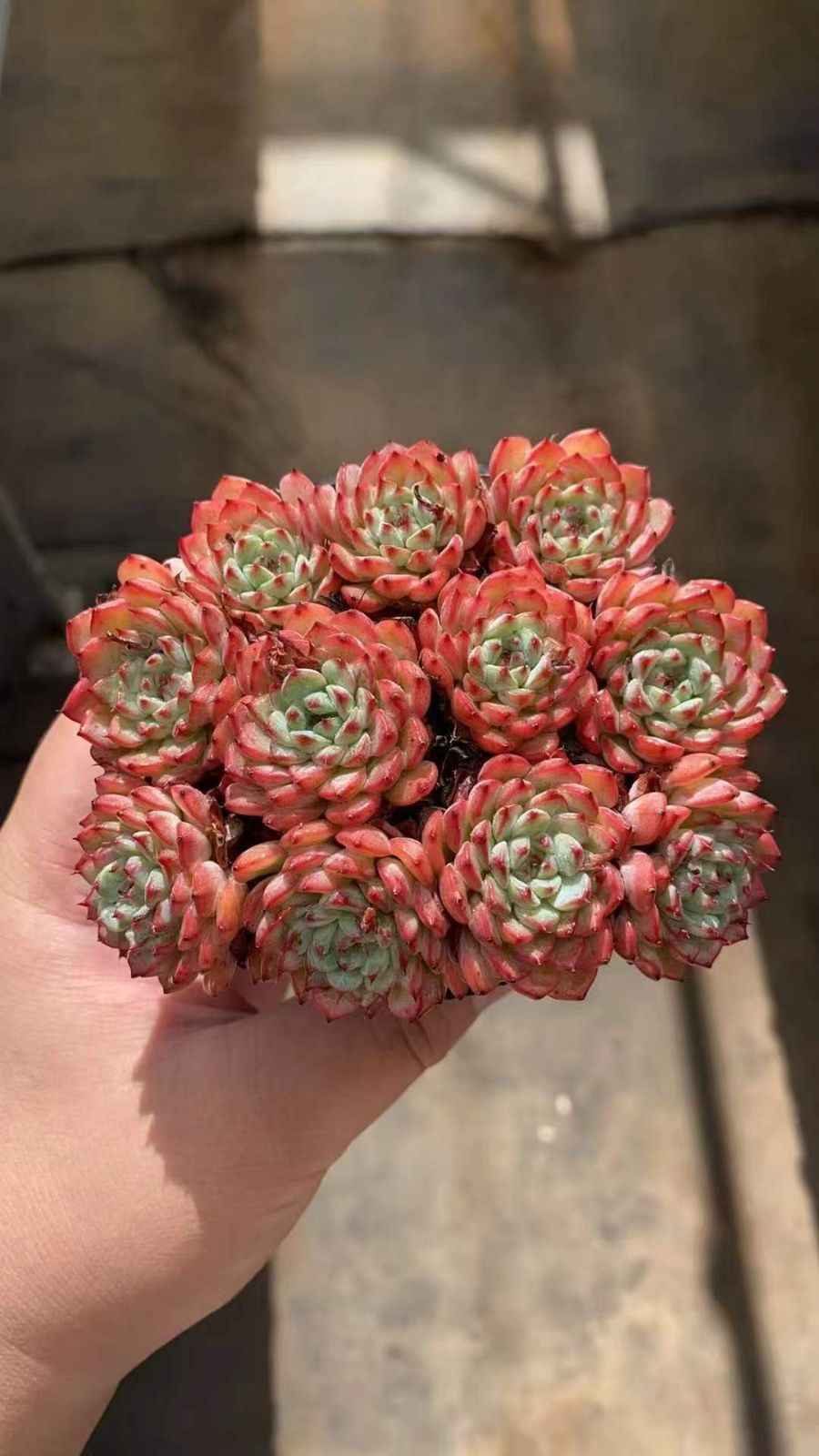 18株×ピンクヒメレン 多肉植物 エケベリア セダム アエオニウム グラプトペタルム 韓国苗 寄せ植え RC 2100