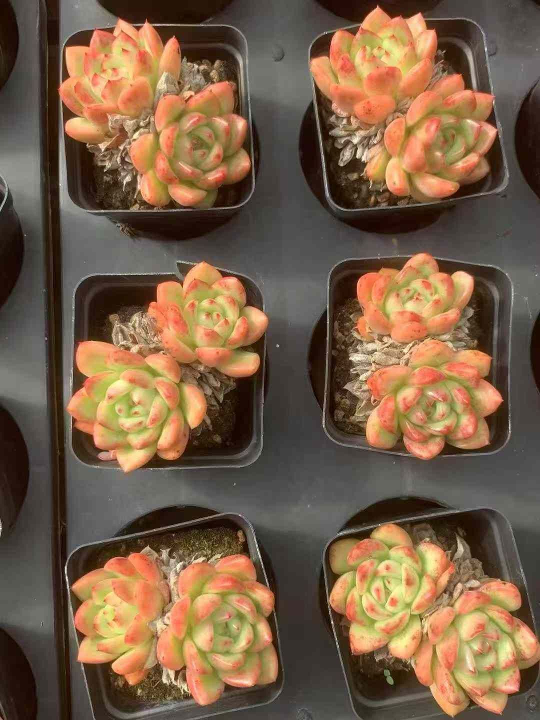 50株×レッドキング 多肉植物 エケベリア セダム アエオニウム グラプトペタルム 韓国苗 寄せ植え