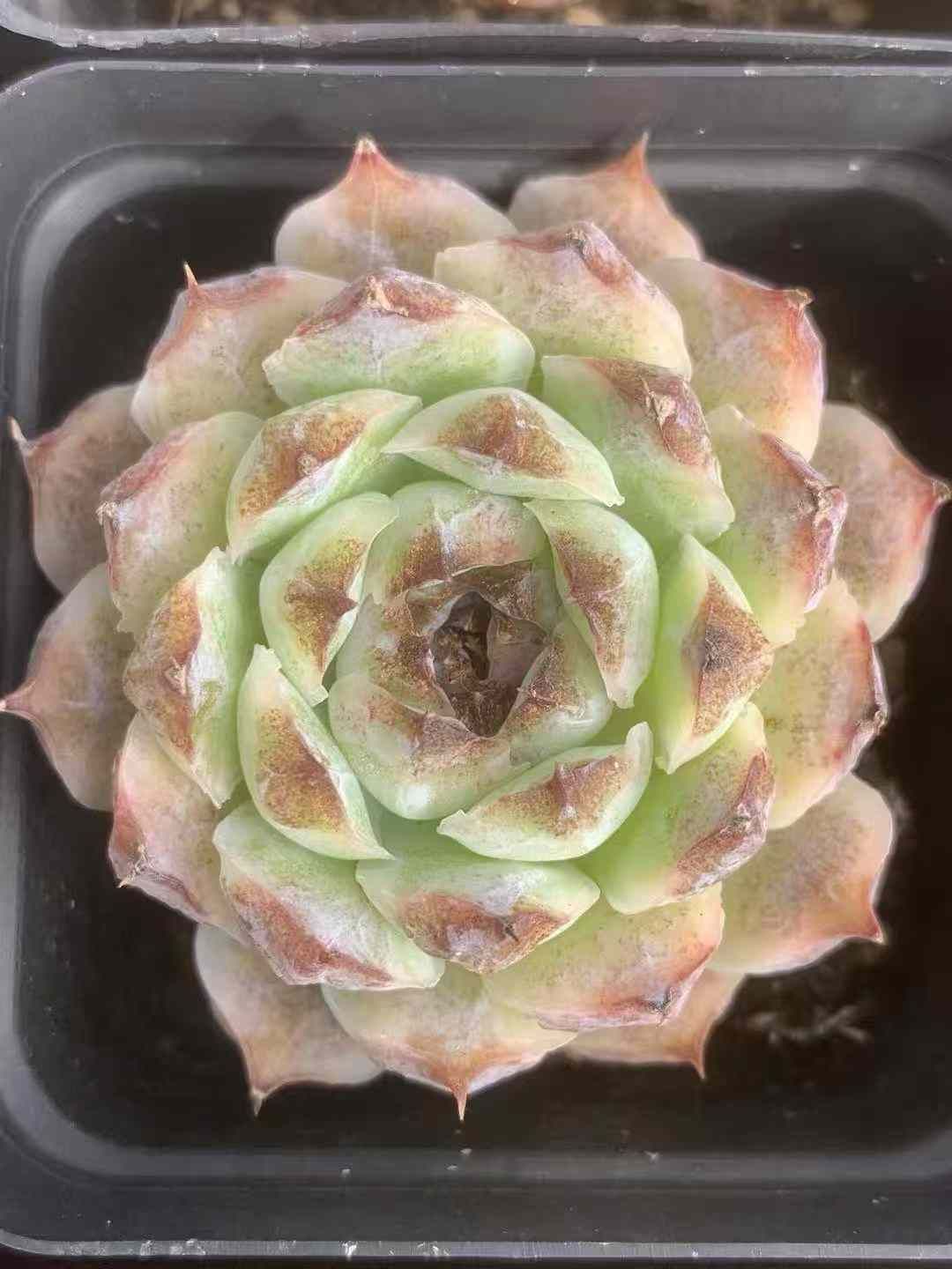 24株 シキン 多肉植物 エケベリア セダム アエオニウム グラプトペタルム 韓国苗 寄せ植え