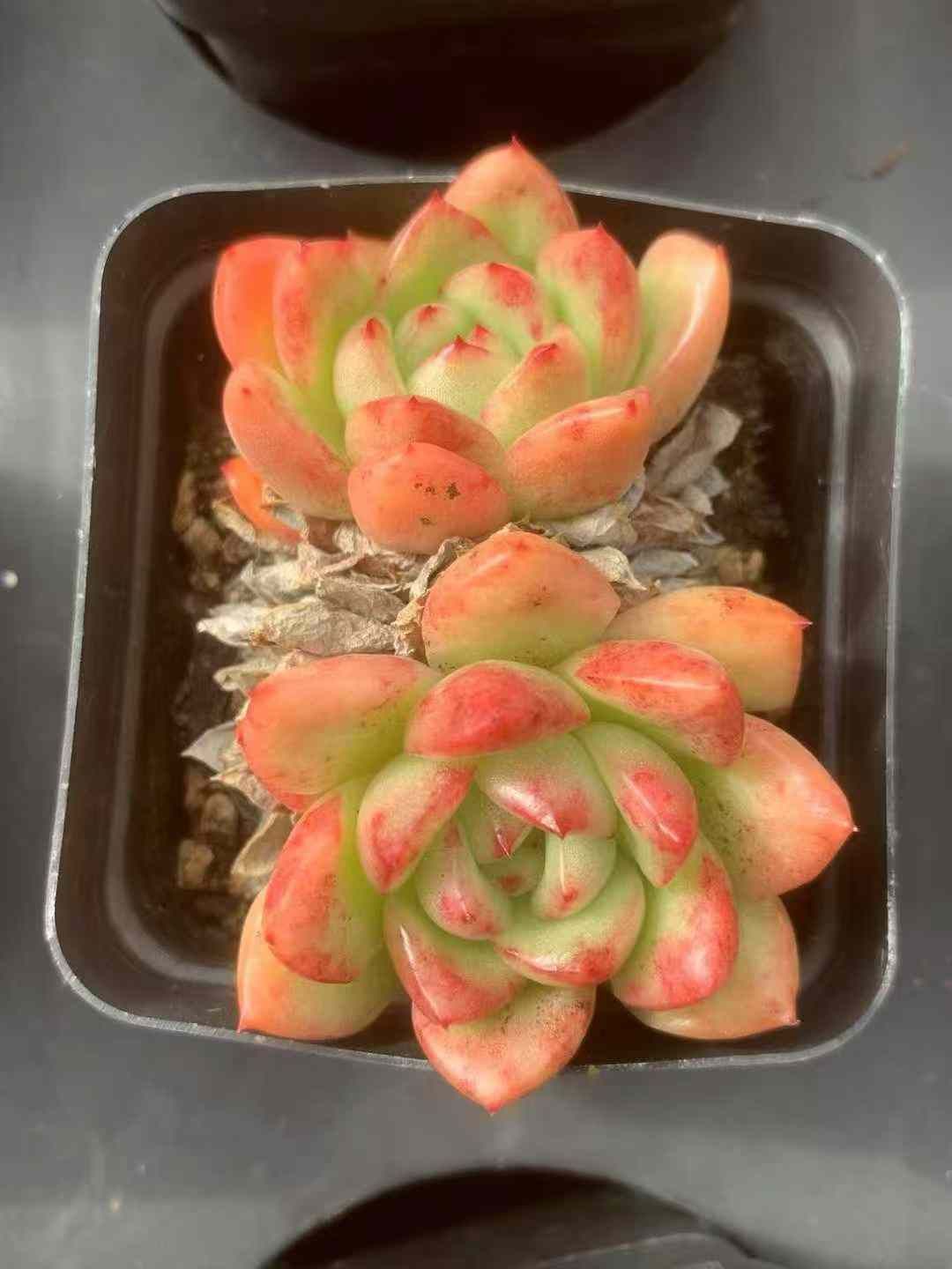 50株 レッドキング 多肉植物 エケベリア セダム アエオニウム グラプトペタルム 韓国苗 寄せ植え