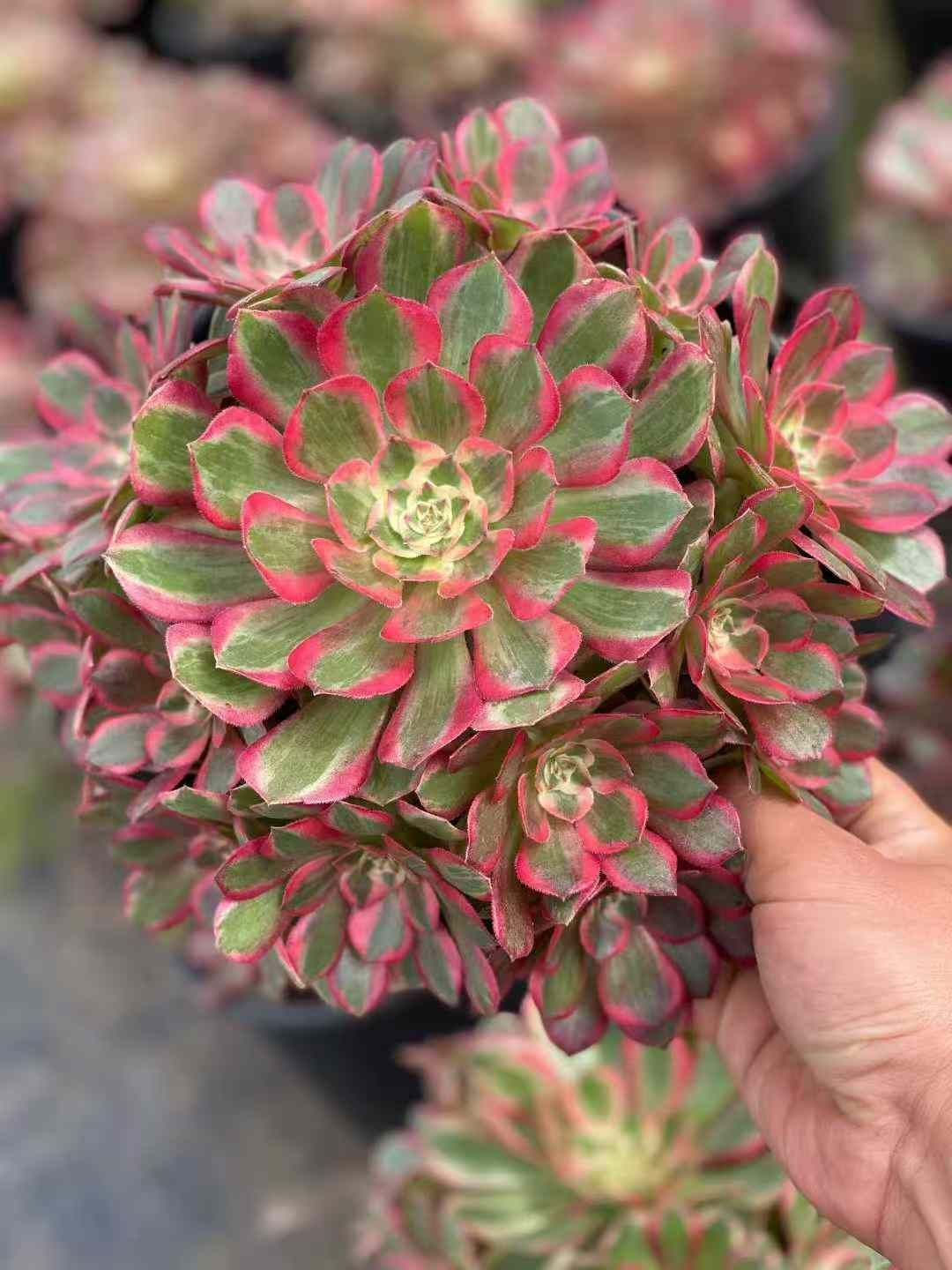 6株×ウンガ 多肉植物 エケベリア セダム アエオニウム グラプトペタルム 韓国苗 寄せ植え