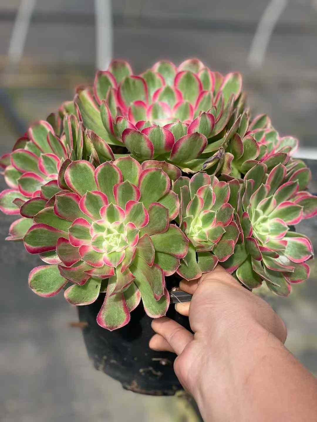 6株 クジョウレイ 多肉植物 エケベリア セダム アエオニウム グラプトペタルム 韓国苗 寄せ植え