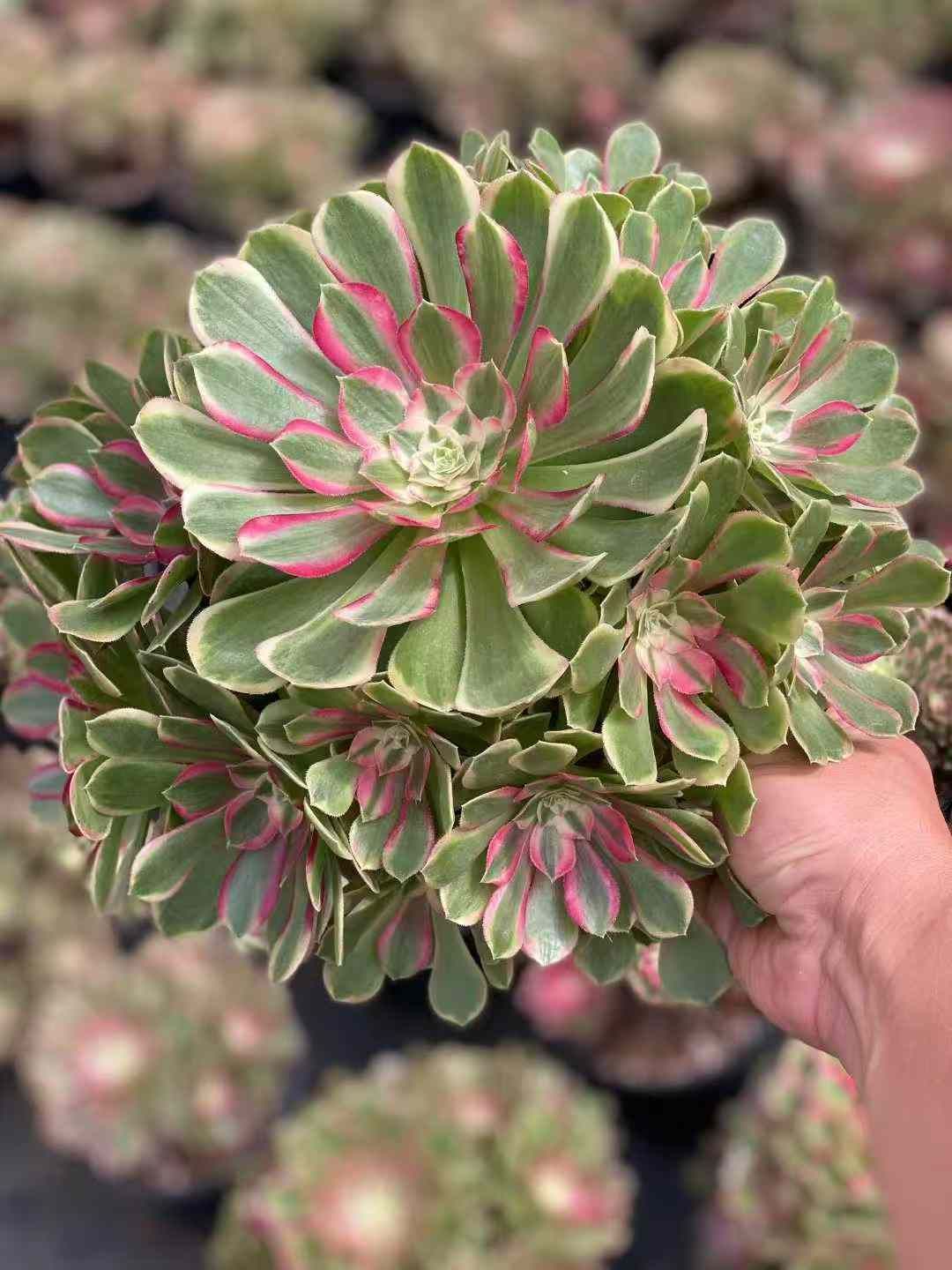 6株×クジョウレイ 多肉植物 エケベリア セダム アエオニウム グラプトペタルム 韓国苗 寄せ植え