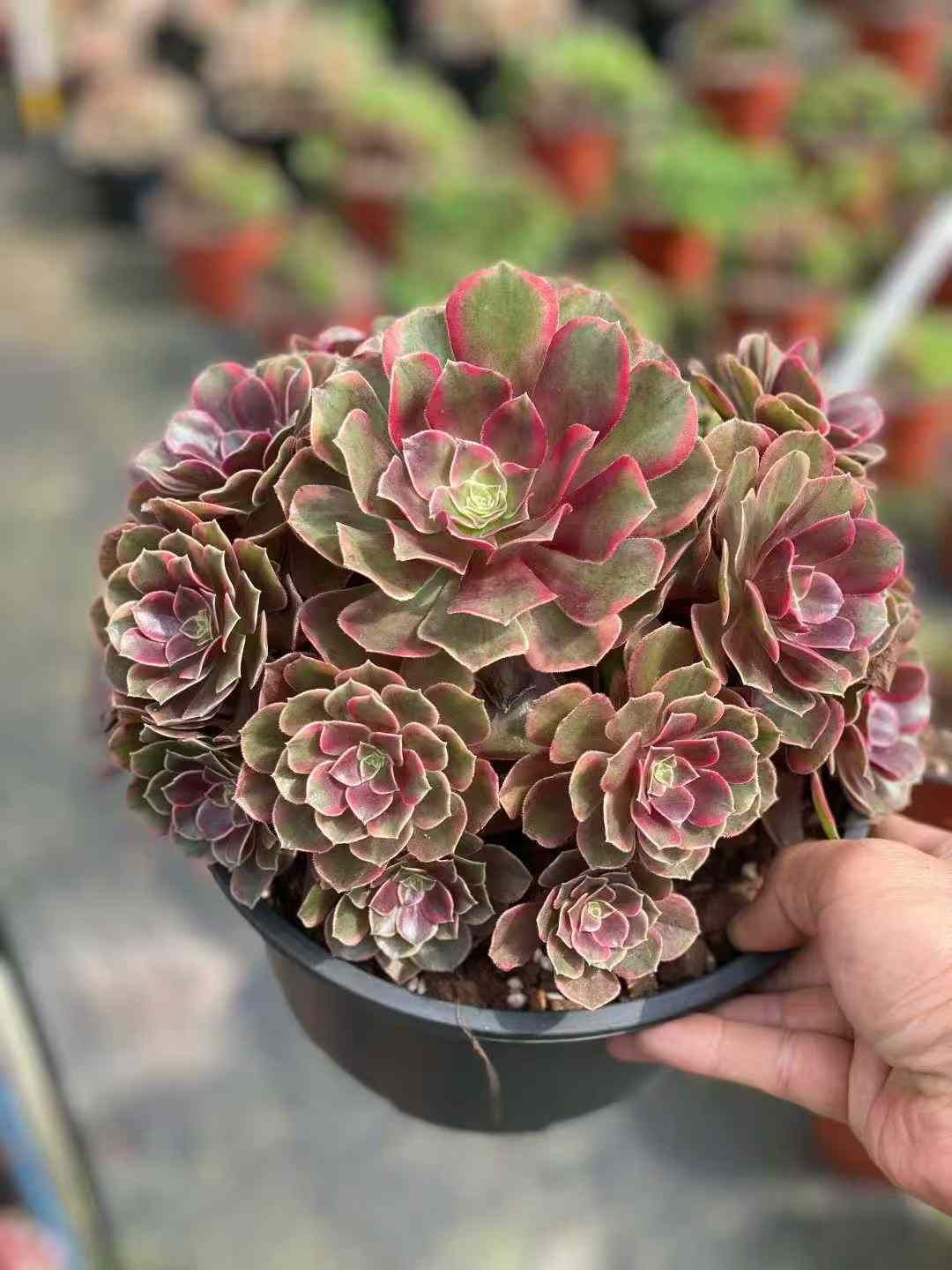 6株×クララベン 多肉植物 エケベリア セダム アエオニウム グラプトペタルム 韓国苗 寄せ植え