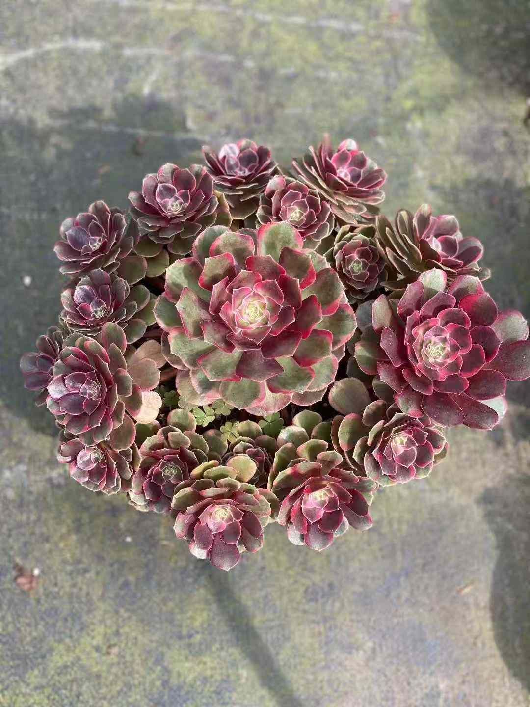 6株×クララベン 多肉植物 エケベリア セダム アエオニウム グラプトペタルム 韓国苗 寄せ植え