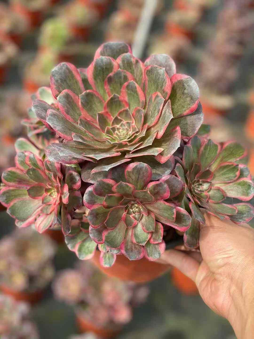 韓国苗 寄せ植え