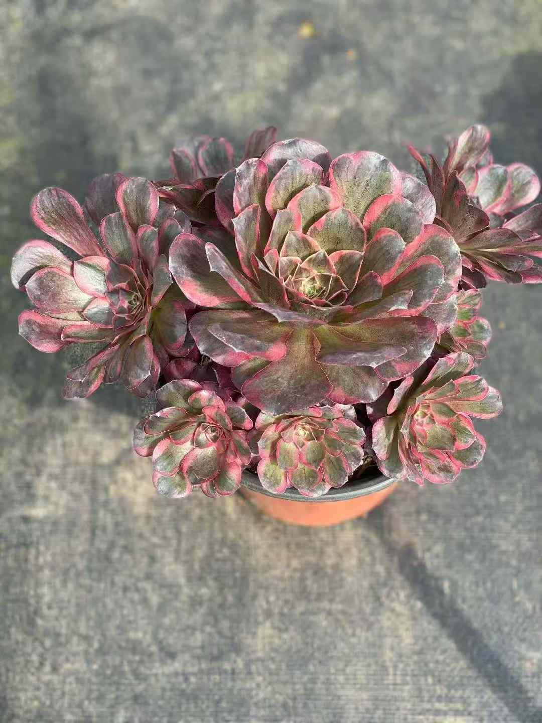 アエオニウム グラプトペタルム