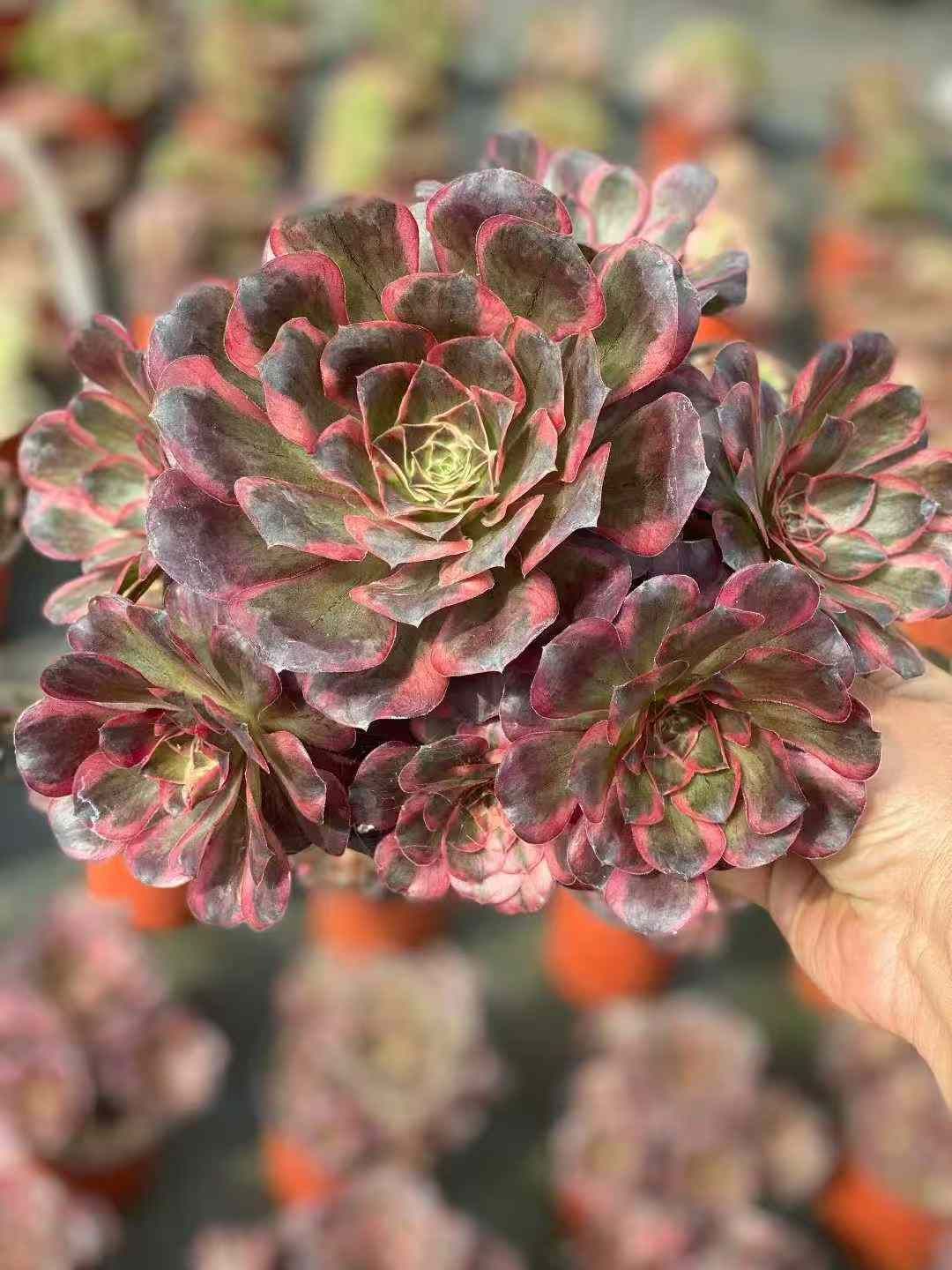 6株×ナフク 多肉植物 エケベリア セダム アエオニウム グラプトペタルム 韓国苗 寄せ植え その他多肉植物 観葉植物 フラワー ガーデニング