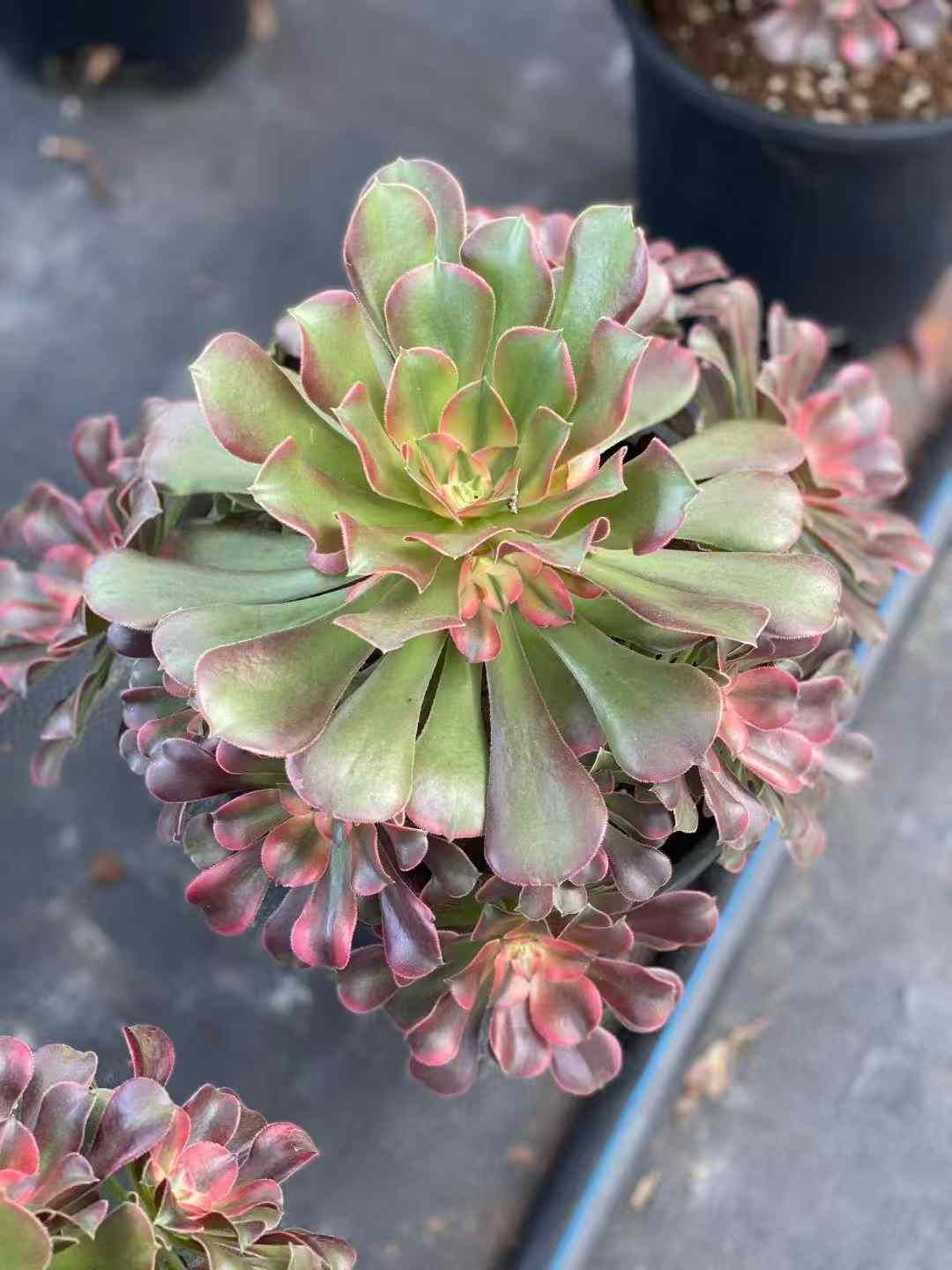 6株×コウヒ 多肉植物 エケベリア セダム アエオニウム グラプトペタルム 韓国苗 寄せ植え