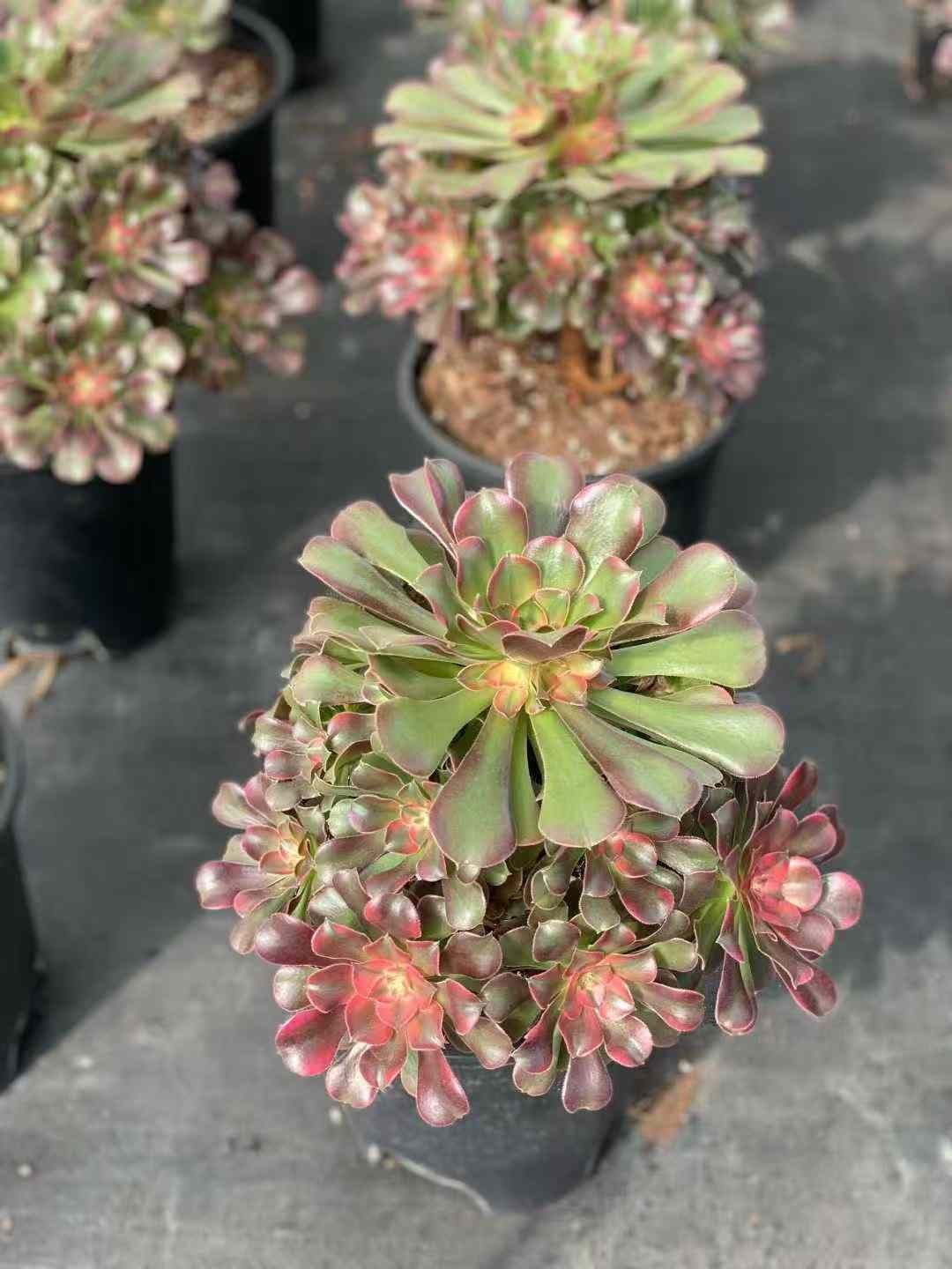 6株×コウヒ 多肉植物 エケベリア セダム アエオニウム グラプトペタルム 韓国苗 寄せ植え