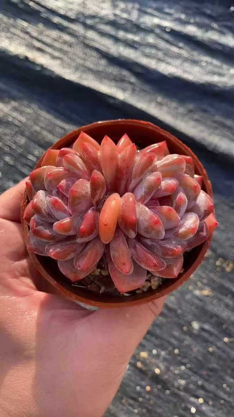 18株×ユキテンシ 多肉植物 エケベリア セダム アエオニウム グラプトペタルム 韓国苗 寄せ植え