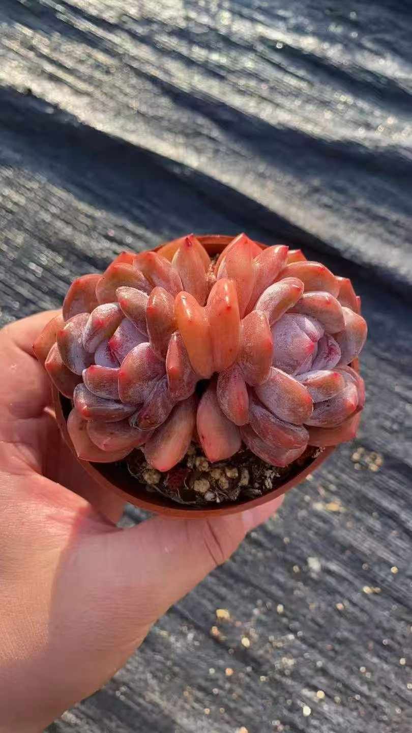 18株×ユキテンシ 多肉植物 エケベリア セダム アエオニウム グラプトペタルム 韓国苗 寄せ植え