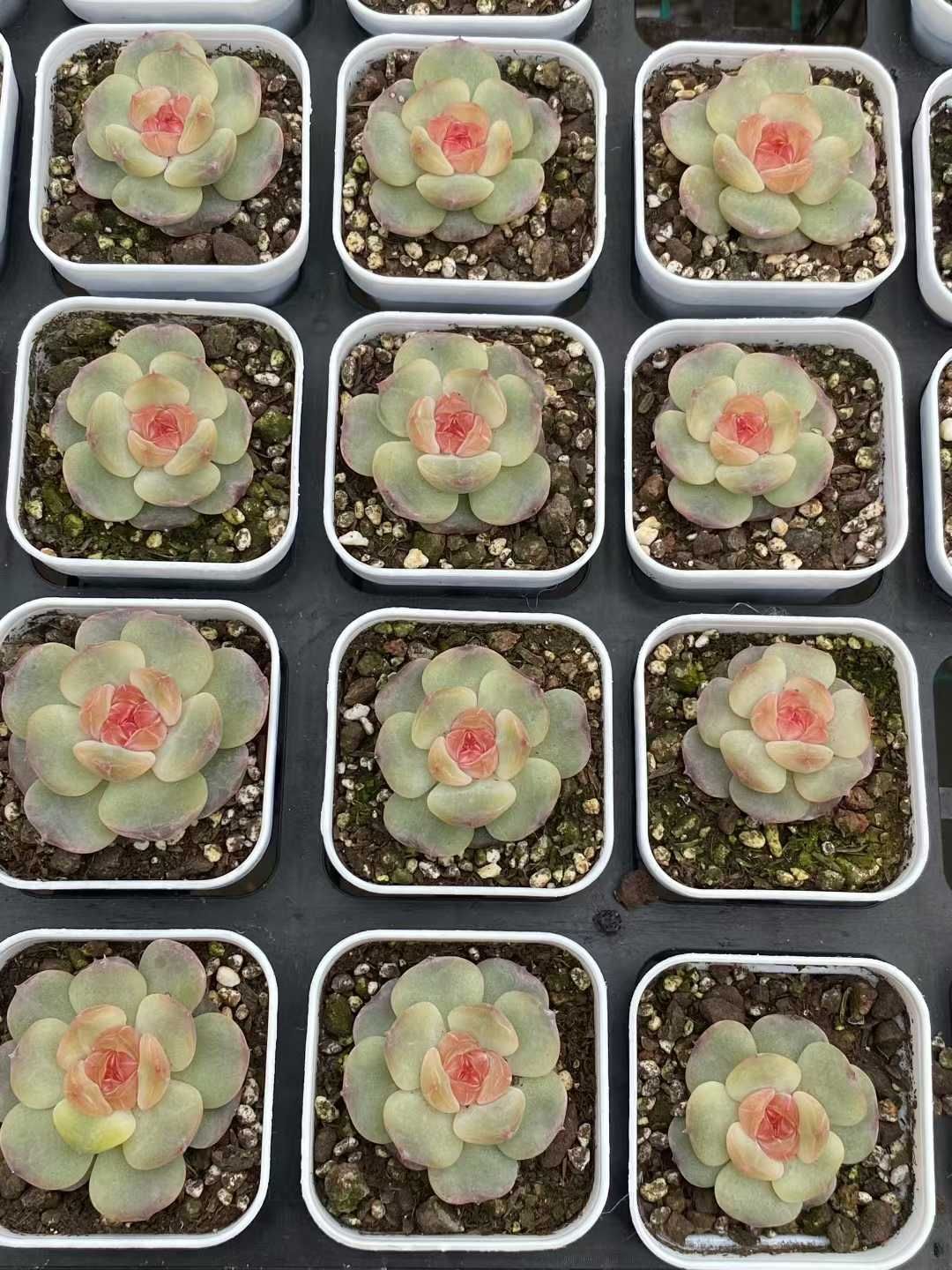 24株 トウシン 多肉植物 エケベリア セダム アエオニウム グラプトペタルム 韓国苗 寄せ植え MY 835