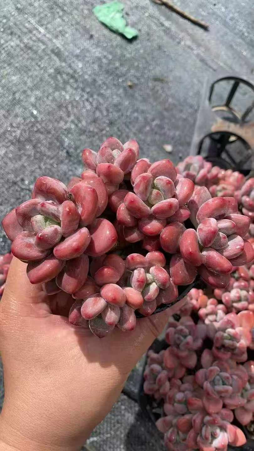 18株×オウカラクジン 多肉植物 エケベリア セダム アエオニウム グラプトペタルム 韓国苗 寄せ植え