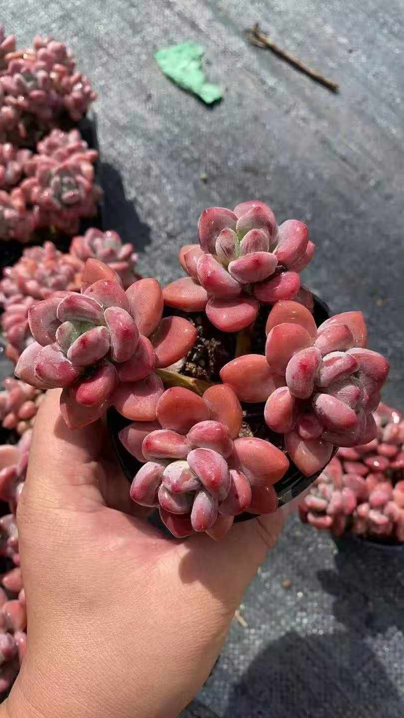 18株×オウカラクジン 多肉植物 エケベリア セダム アエオニウム グラプトペタルム 韓国苗 寄せ植え