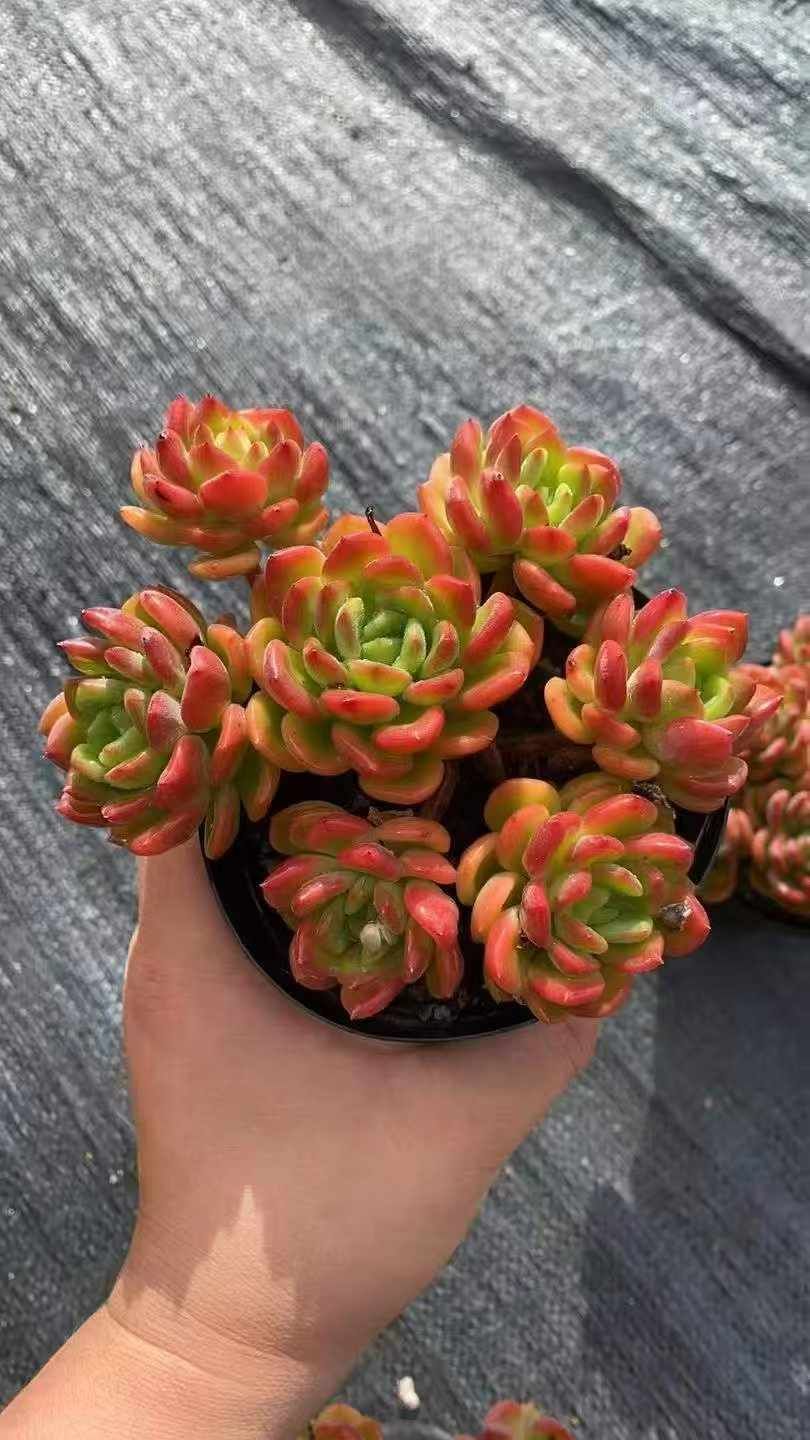 12株×ファンタ 多肉植物 エケベリア セダム アエオニウム グラプトペタルム 韓国苗 寄せ植え