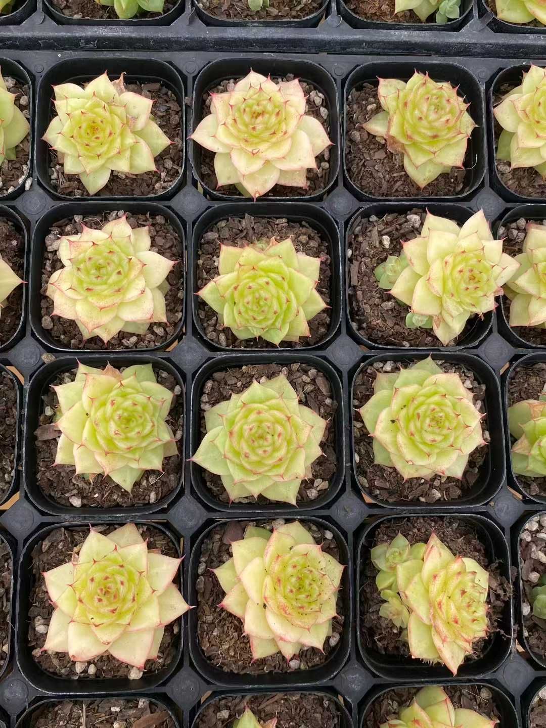 12株 ムギワラ 多肉植物 エケベリア セダム アエオニウム グラプトペタルム 韓国苗 寄せ植え MY 837