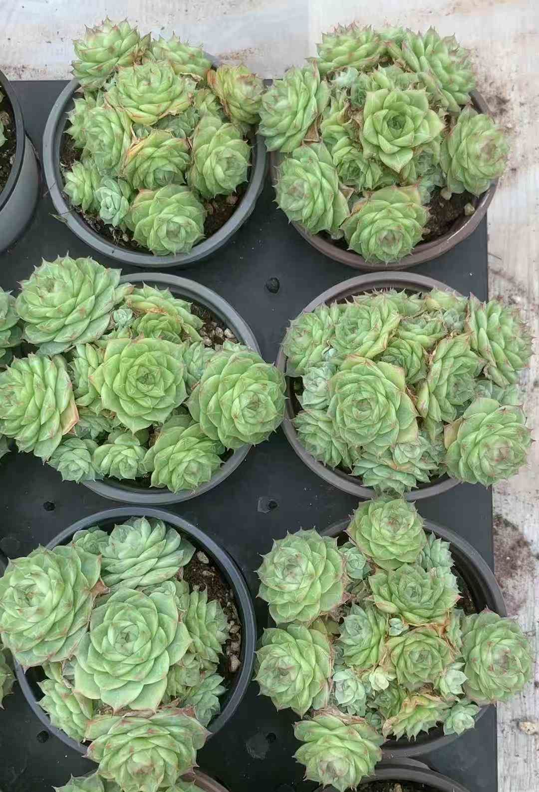 18株×パンドラ 多肉植物 エケベリア セダム アエオニウム グラプトペタルム 韓国苗 寄せ植え