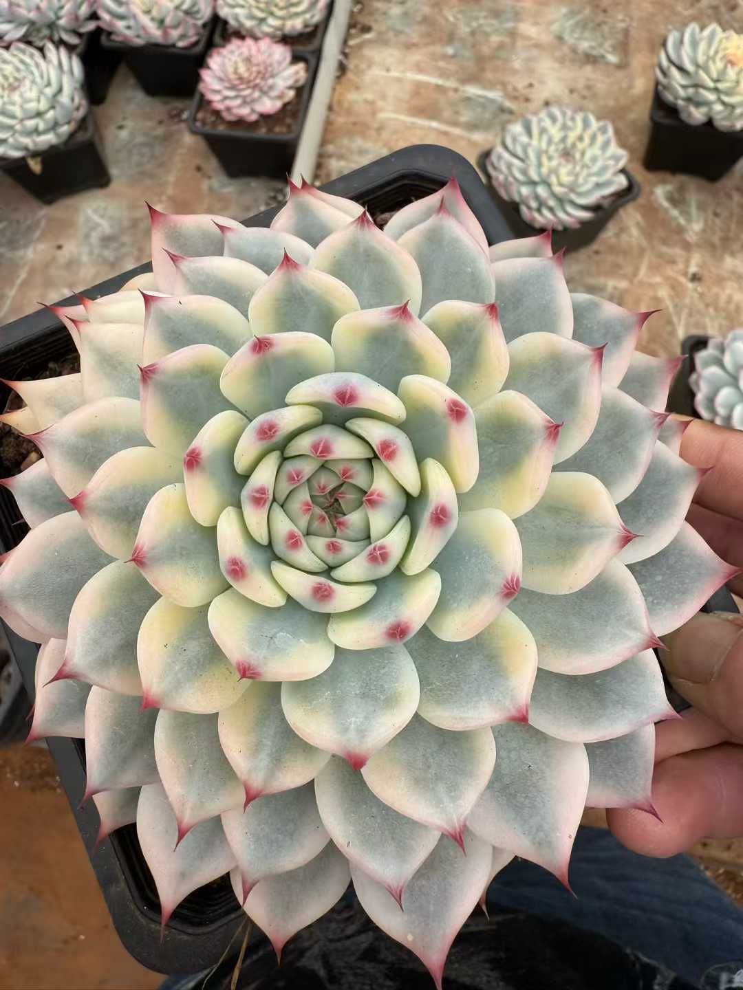 6株 チワワニシキ 多肉植物 エケベリア セダム アエオニウム グラプトペタルム 韓国苗 寄せ植え