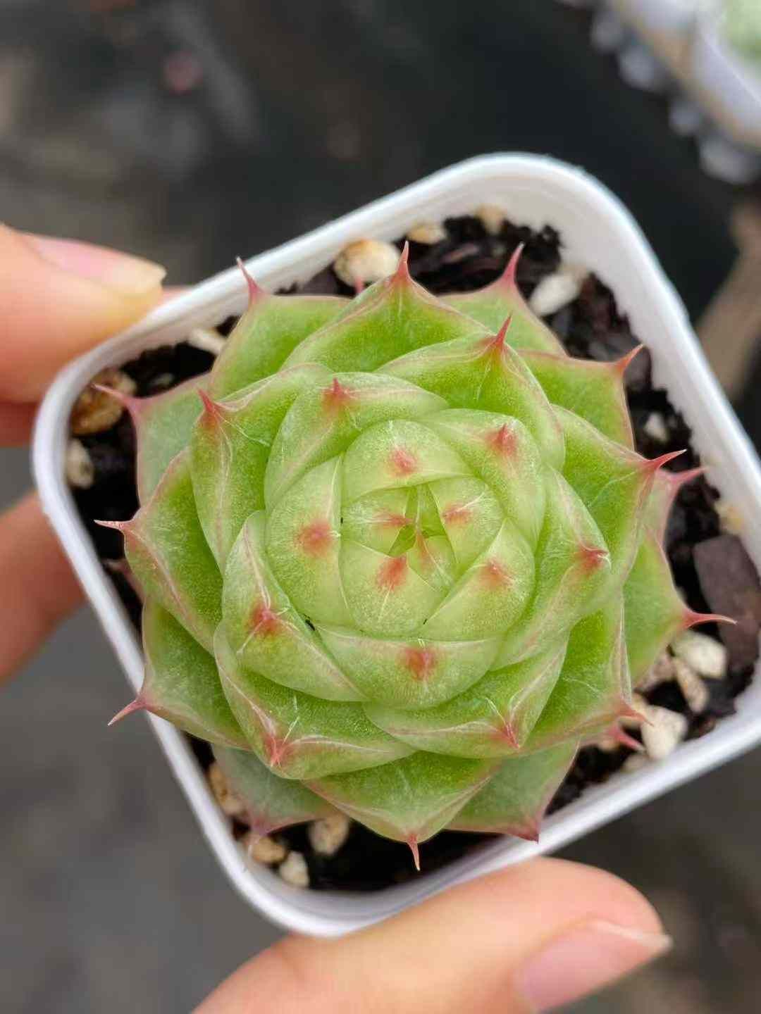 24株×ジャスミンティー 多肉植物 エケベリア セダム アエオニウム グラプトペタルム 韓国苗 寄せ植え