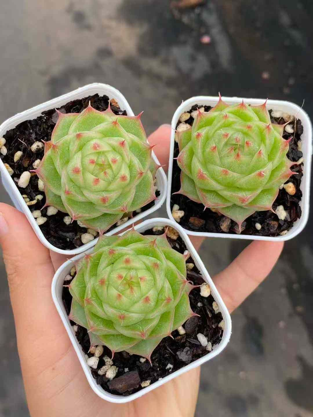 24株×ジャスミンティー 多肉植物 エケベリア セダム アエオニウム グラプトペタルム 韓国苗 寄せ植え