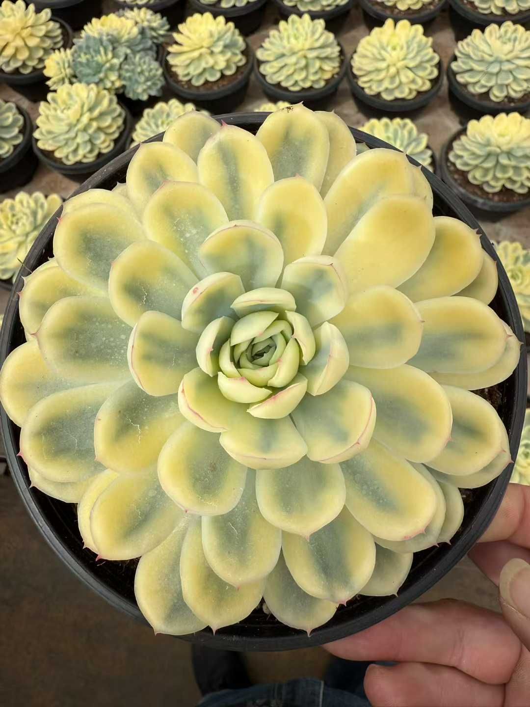 6株×ストロベリーアイスニシキ 多肉植物 エケベリア セダム アエオニウム グラプトペタルム 韓国苗 寄せ植え