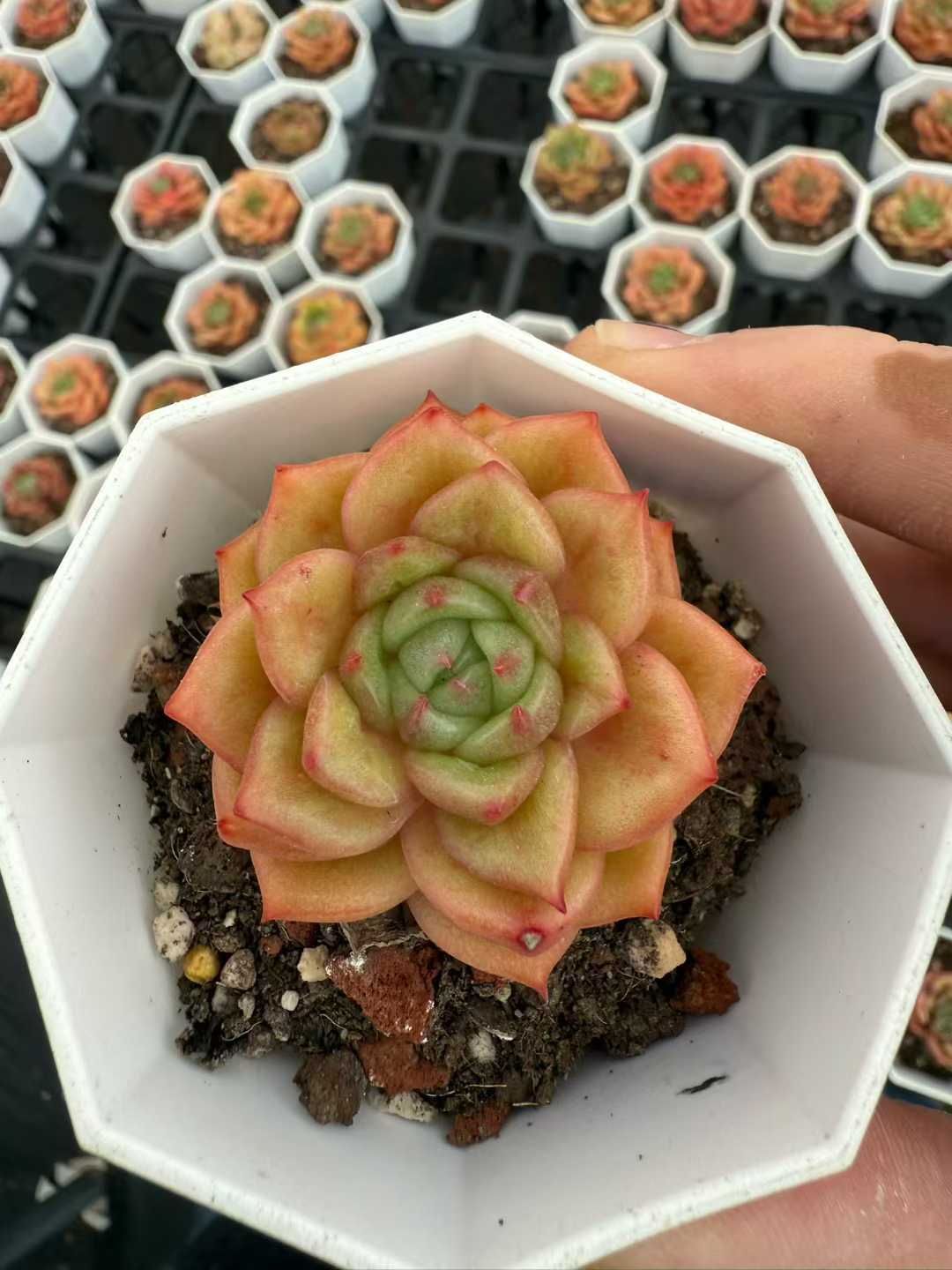 50株×ライトニングバード 多肉植物 エケベリア セダム アエオニウム グラプトペタルム 韓国苗 寄せ植え