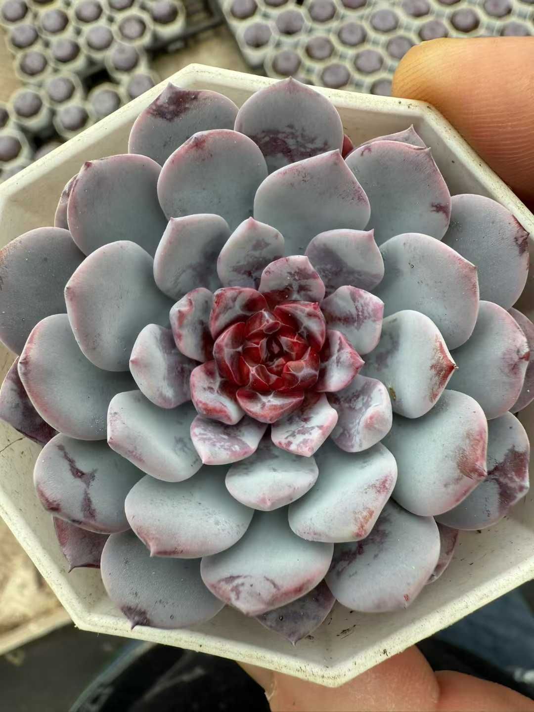 24株×トウシンセツレン 多肉植物 エケベリア セダム アエオニウム グラプトペタルム 韓国苗 寄せ植え