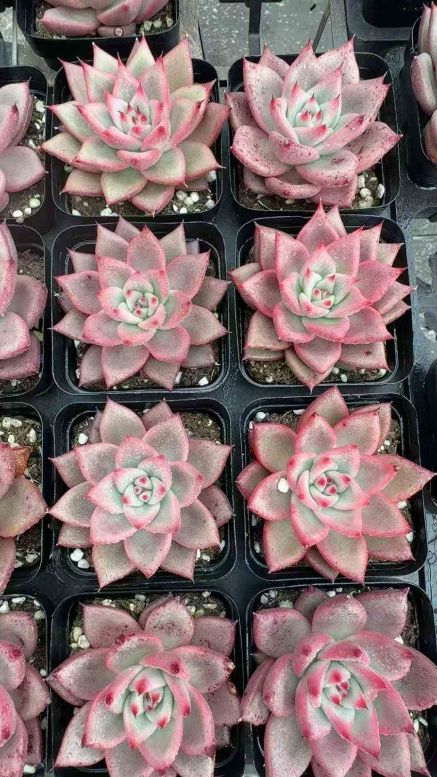 50株×コウガンミツゴ 多肉植物 エケベリア セダム アエオニウム グラプトペタルム 韓国苗 寄せ植え