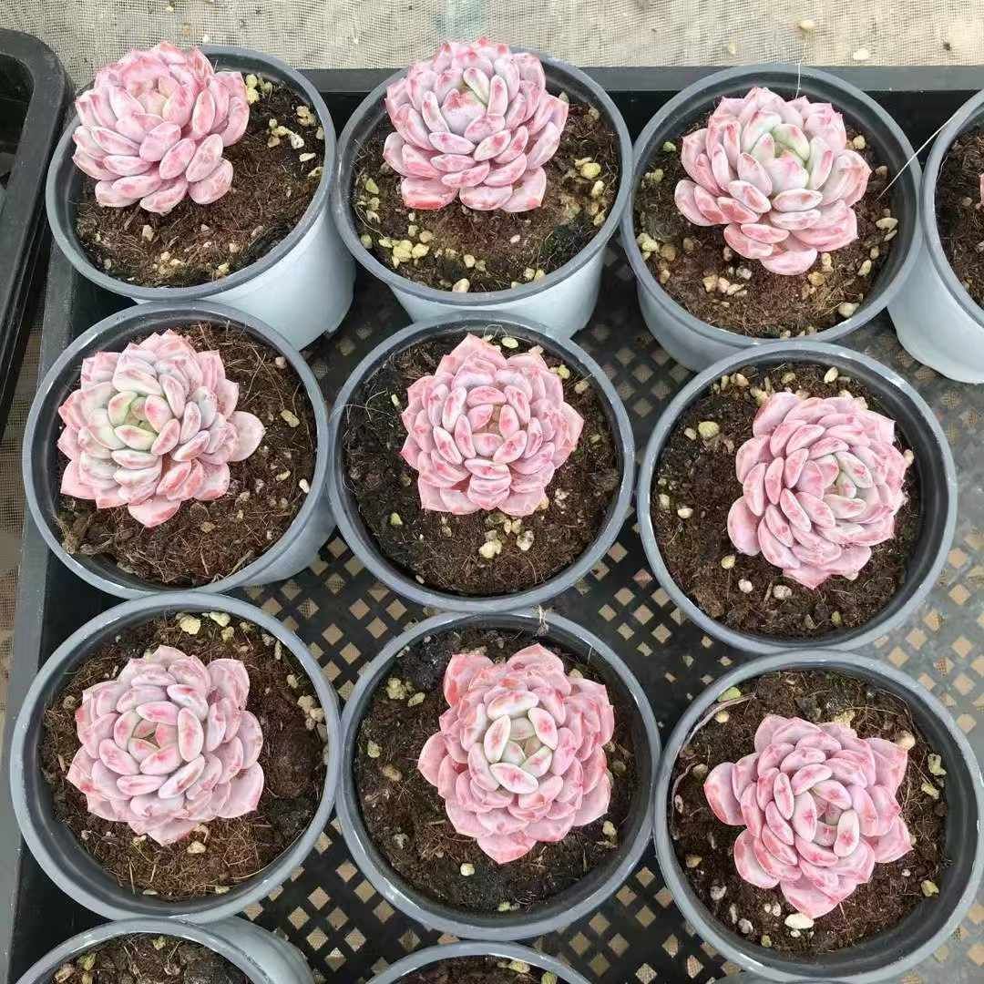 18株×ギョクフヨウ 多肉植物 エケベリア セダム アエオニウム グラプトペタルム 韓国苗 寄せ植え WBLHF2624
