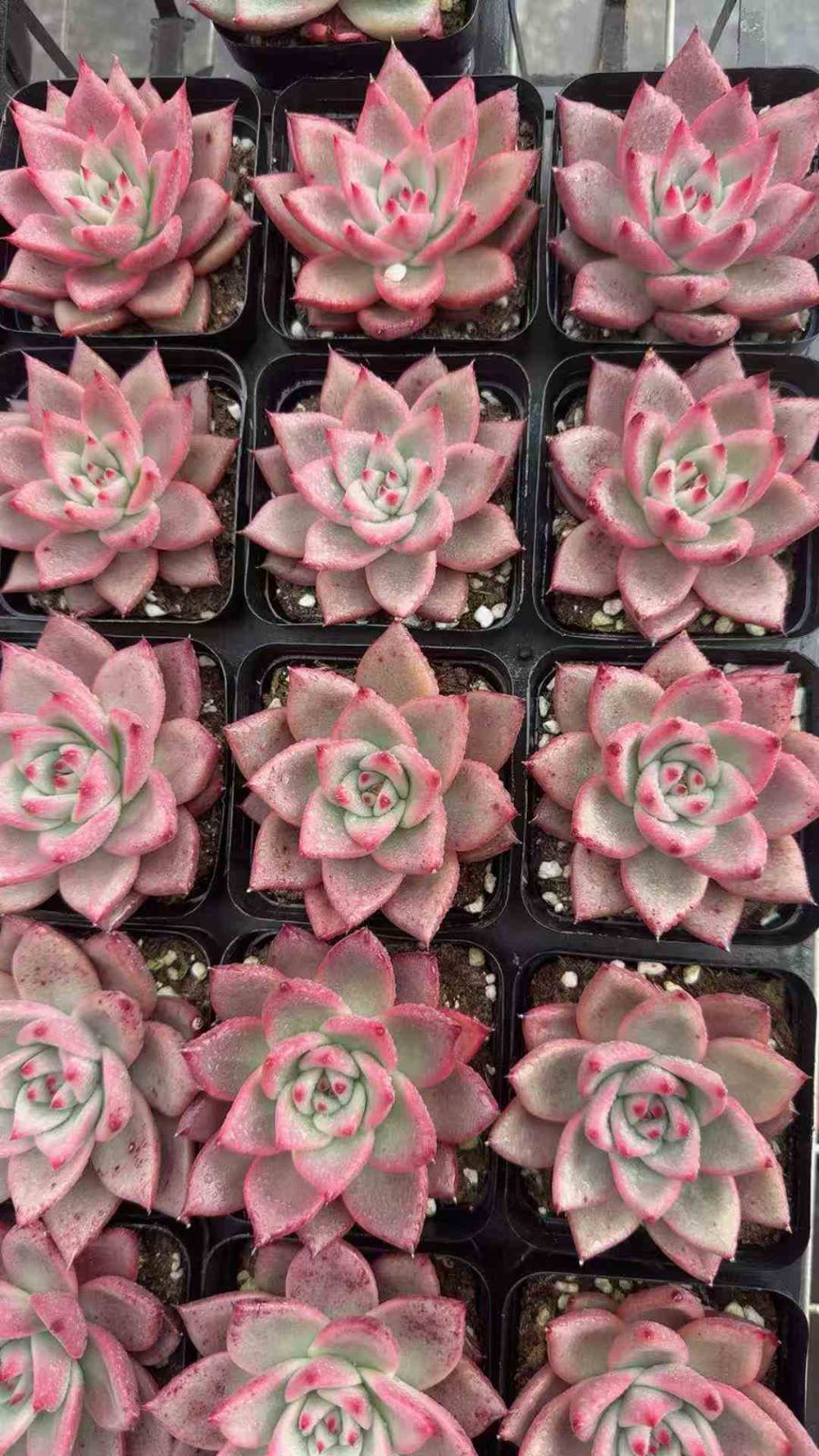 50株 コウガンミツゴ 多肉植物 エケベリア セダム アエオニウム グラプトペタルム 韓国苗 寄せ植え