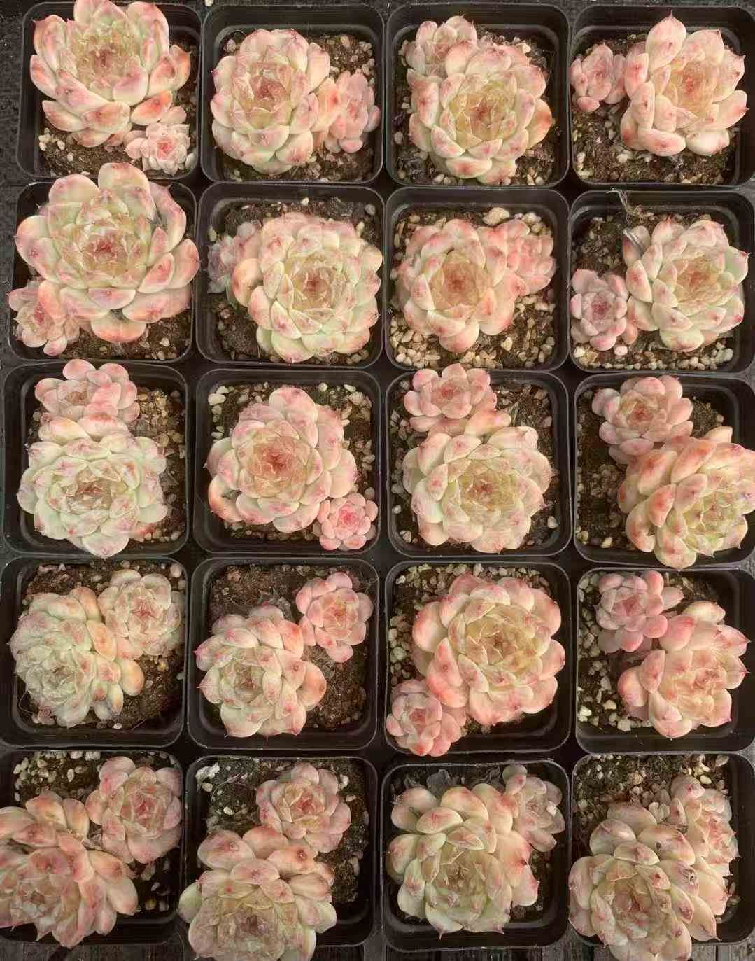 24株×ジンヒョウ 多肉植物 エケベリア セダム アエオニウム グラプトペタルム 韓国苗 寄せ植え