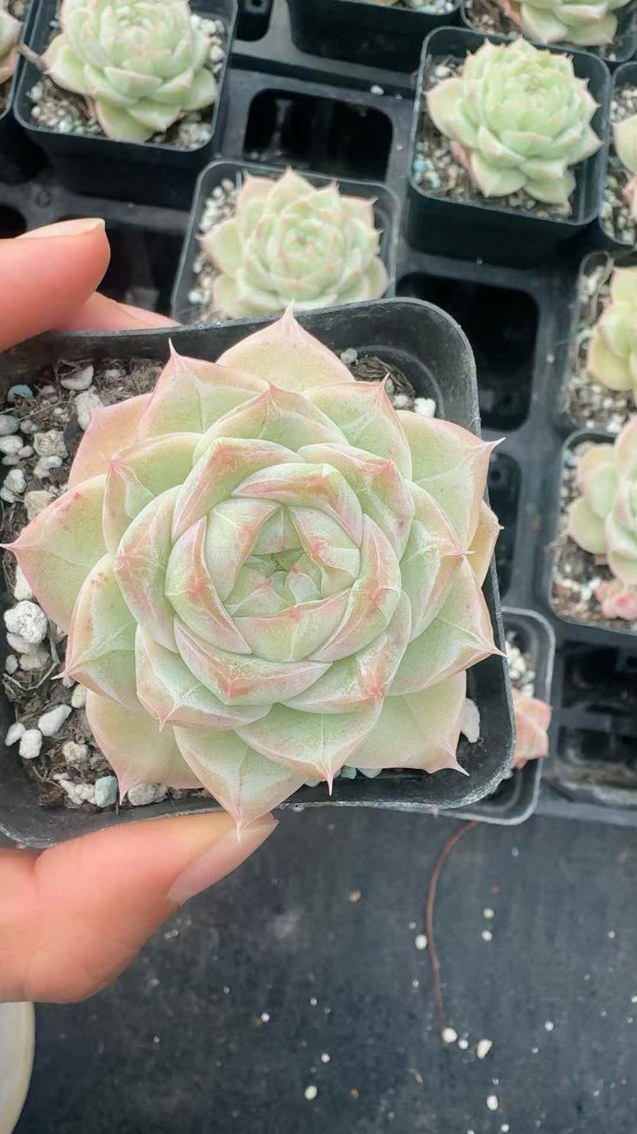 24株×コウフンジョウオウ 多肉植物 エケベリア セダム アエオニウム グラプトペタルム 韓国苗 寄せ植え XQ 294