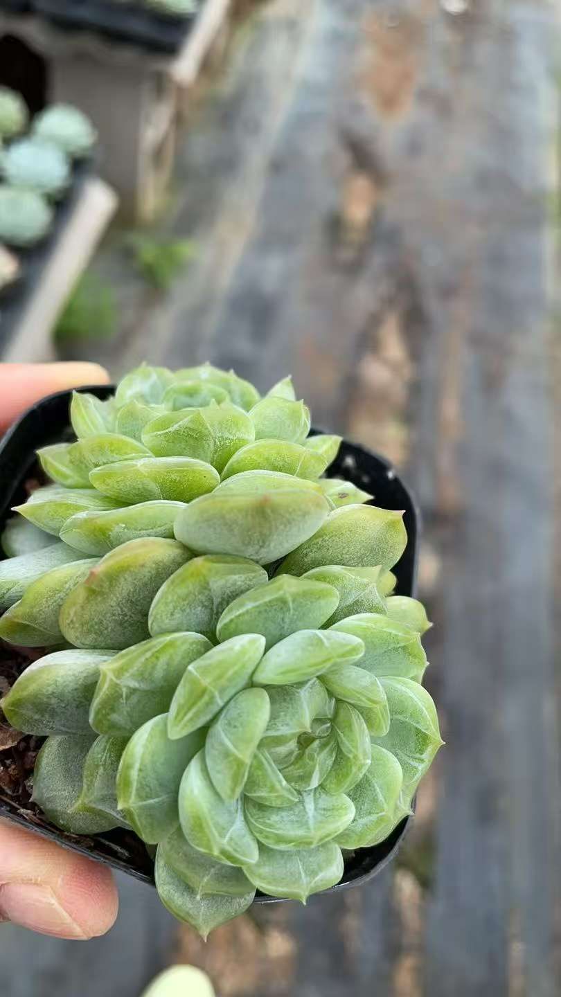 50株×ハクレン 多肉植物 エケベリア セダム アエオニウム グラプトペタルム 韓国苗 寄せ植え ZA 989