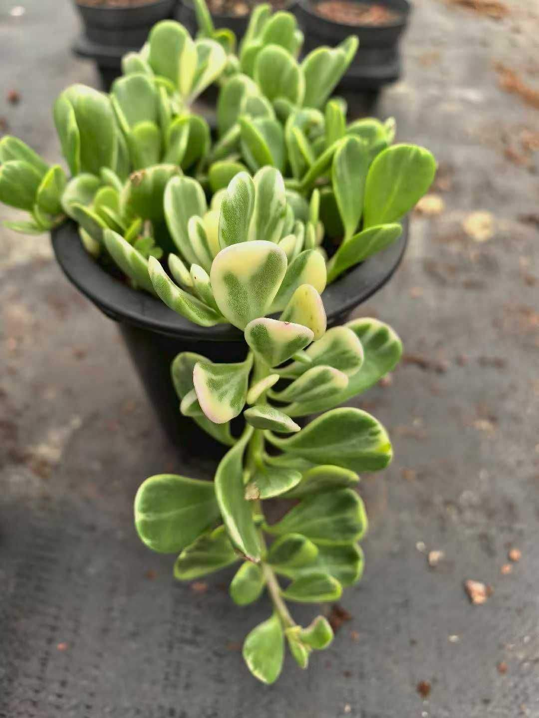 12株 スエンセンリキン 多肉植物 エケベリア セダム アエオニウム グラプトペタルム 韓国苗 寄せ植え ZA 992