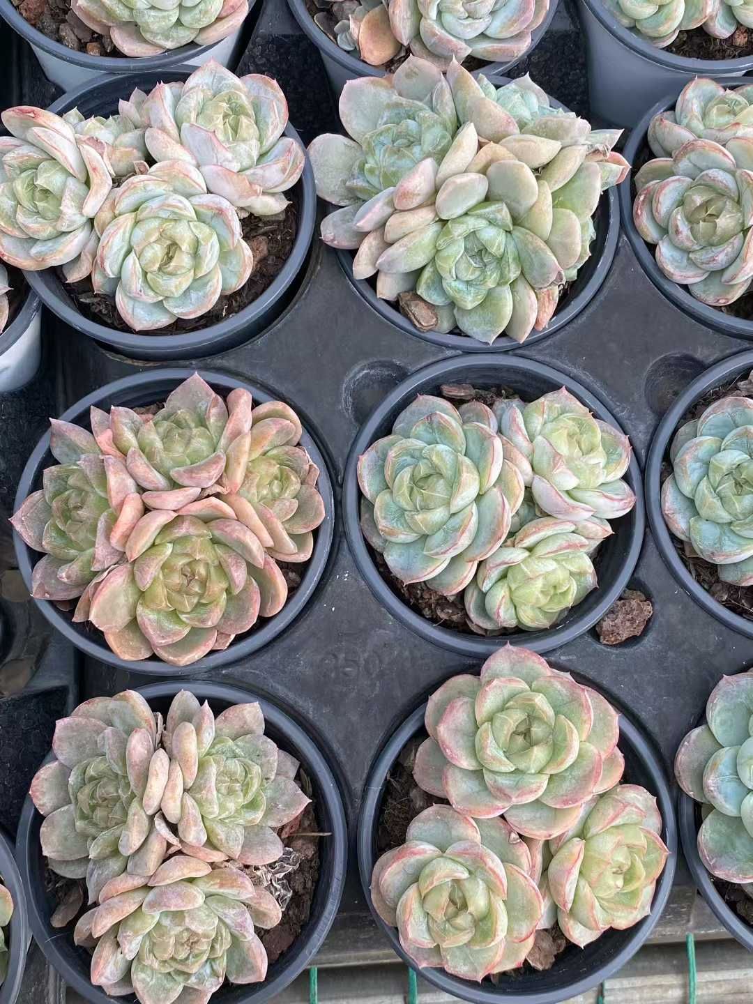 24株×パンフグン 多肉植物 エケベリア セダム アエオニウム グラプトペタルム 韓国苗 寄せ植え MY847