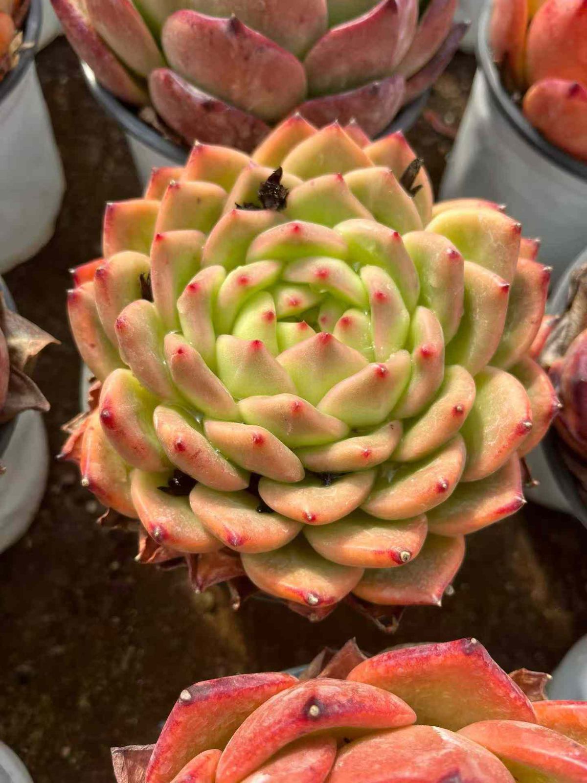 12株×シャネル 多肉植物 エケベリア セダム アエオニウム グラプトペタルム 韓国苗 寄せ植え